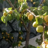 باغشهری|فروش زمین و ملک کلنگی|ارژن, |دیوار