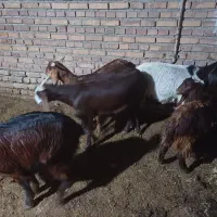 با سلام داداشی ها پنج عدد بزغاله دورگ پاکستانی ناب