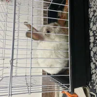 خرگوش لوپ نر|موش و خرگوش|مشهد, منزل آباد|دیوار