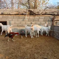 بز سانن|حیوانات مزرعه|هشتگرد, تهران دشت|دیوار