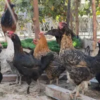 مرغ تخم گذار رسمی محلی ومرغ کرچ۲رگ لاری وجوجه گلین|حیوانات مزرعه|تهران, جوانمردان (اندیشه)|دیوار