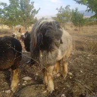 قوچ بختیاری