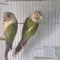 گرینچیک مولد و آماده