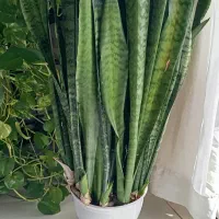 گل طبیعی سانسوریا .پر حجم و شاداب وپراز پاجوش
