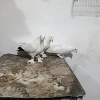 کبوتر سفید گلی|پرنده|شهرکرد, |دیوار