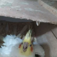 عروس هلندی|پرنده|ایذه, |دیوار