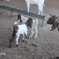 بزغاله (کهره)