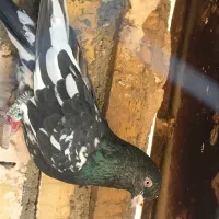 کفتر کله سیاه