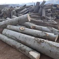 درخت حرض کاری درختان