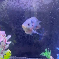 ماهی فلاور سلامت کامل|ماهی|اصفهان, زاجان|دیوار