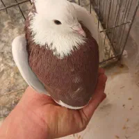 یک جفت طوقی کاکلی