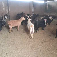 ۲۱راس بز گیسه چبش نر|حیوانات مزرعه|مرودشت, تخت جمشید|دیوار