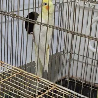 عروس هلندی|پرنده|ملکان, |دیوار