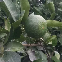 خریدار نارنگی ژاپنی سر درخت