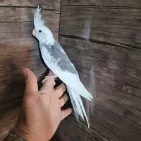 عروس هلندی دونه خور دستی