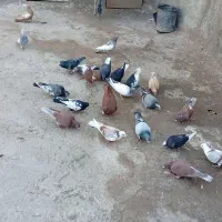 کبوتر|پرنده|شیراز, کوشک میدان|دیوار