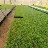 تولید و عرضه انواع نشا صیفیجات|خدمات باغبانی و درختکاری|مرودشت, رامجرد یک|دیوار