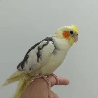 عروس هلندی،کاشمر