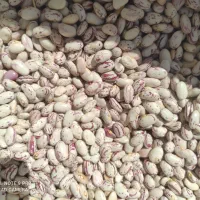 فروش لوبیا چیتی زودپز