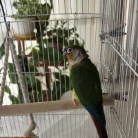 طوطی گرینچیک