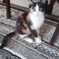 دوستداران حیوانات واگذاری  بچه گربه