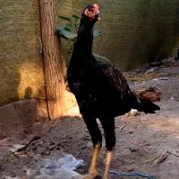 جوجه خروس لاری مشکی