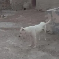 سگ نگهبان ادمگیر