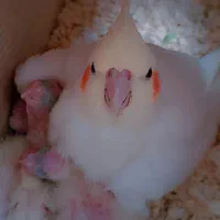 یک عدد عروس هلندی ماده