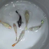 گوپی مولد و...|ماهی|چهاردانگه (تهران), |دیوار