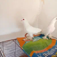 کبوتر لوتی وتهرانی