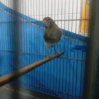 قناری بخون معاوضه با سهره اهوازی یا جوجه سهره|پرنده|قرچک, میرزائی شمالی|دیوار