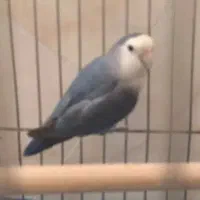 جفت کوتوله زیبا