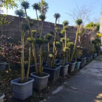 مورد پیوندی توپی