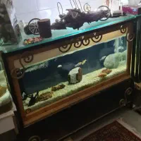 اکواریوم با لوازم