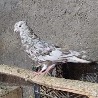 کبوتررنگی دورگ|پرنده|کارون, |دیوار