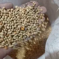 فروش لوبیا ریز بور