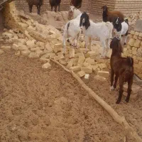 بره و بوزغاله|حیوانات مزرعه|جرقویه, |دیوار