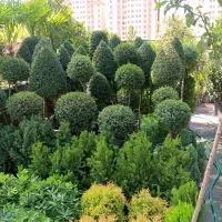 خدمات باغبانی در سراسر کرج و تهران پذیرفته میشود|خدمات باغبانی و درختکاری|کرج, عظیمیه|دیوار