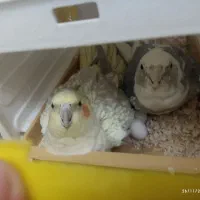 عروس هلندی|پرنده|سنندج, |دیوار