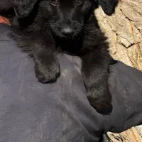 سگ ژرمن شپردبلک ماده موکلاسیک دوماه اصیل فی ۱۸ م ت|سگ|تهران, تهرانسر شمالی|دیوار