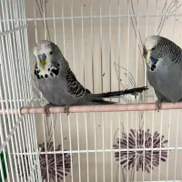 مرغ عشق انگلیسی ۵ ماهه