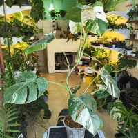 گیاه ماسنترا بورسیجیانا ابلق برگ انجیری سفید|گل و گیاه طبیعی|رشت, دروازه لاکان|دیوار