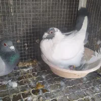 کبوتر پلاکی|پرنده|مرودشت, ژیان|دیوار