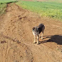 سگ گله ای و نگهبان هوشیار|سگ|قروه, |دیوار