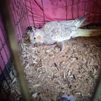 طوطی برزیلی قناری ماده طوطی برزیلی عروس هلندی|پرنده|سمیرم, |دیوار