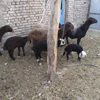 گوسفند|حیوانات مزرعه|زاوه, |دیوار