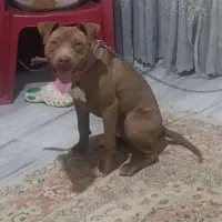 پیت بول تریر