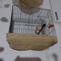 قناری سرخ دارچینی سوخته سرخ طوسی   فسفری سبز،چمنی،|پرنده|شاهین‌شهر, شهرک ردانی پور|دیوار