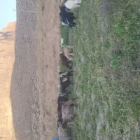 کهره|حیوانات مزرعه|درودزن, |دیوار