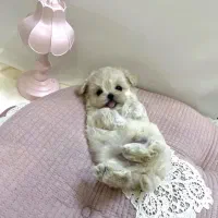 سگ بازیگوش